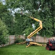 How Our Tree Care Process Works  in  Hokendauqua, PA