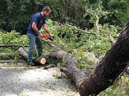 Best Storm Damage Tree Cleanup  in Hokendauqua, PA