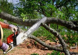 Professional Tree Services in Hokendauqua, PA