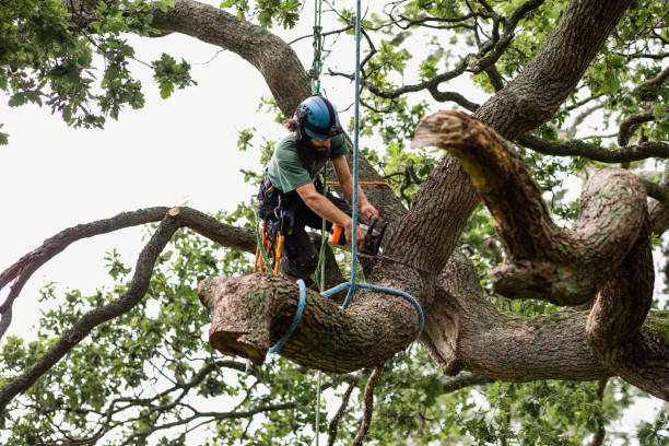 Best Tree Disease Treatment  in Hokendauqua, PA