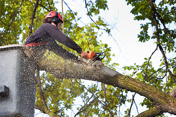 Best Arborist Consultation Services  in Hokendauqua, PA